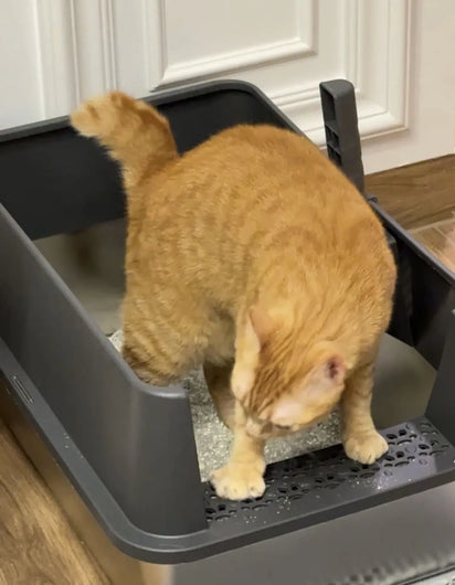 Cat using the 4furbaby cat litter box