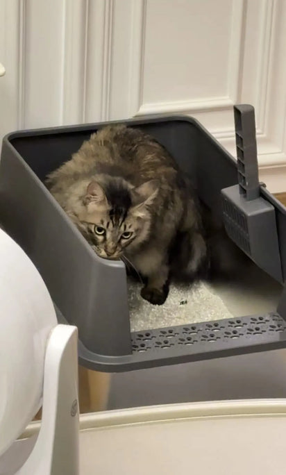 Cat using the 4furbaby cat litter box