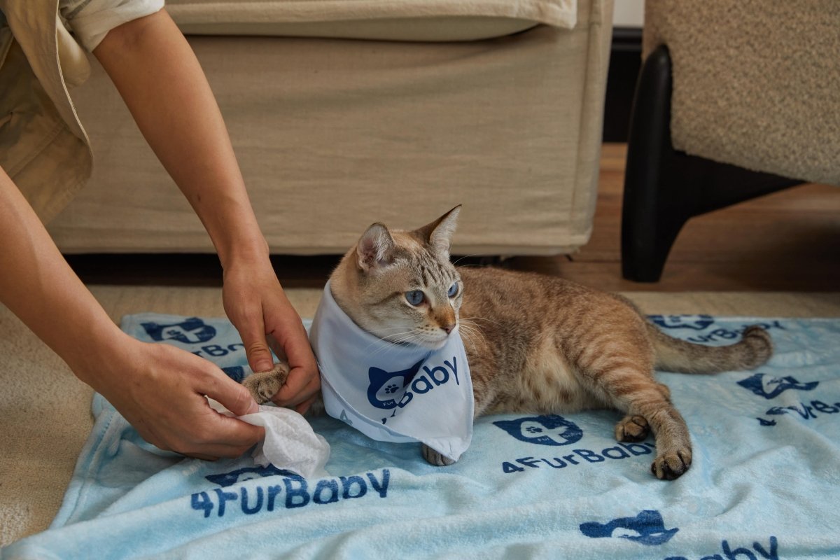 100 counts Extra - Thick Plant Wipes Premium 100% Plant - Based & Compostable Pet Grooming Wipes – Keep Your Pet Fresh the EZ Way - 4FurBaby