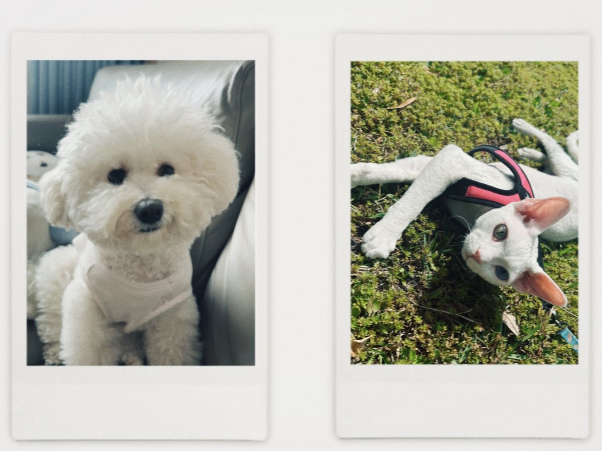 Two framed photos of a white dog and a cat outdoors.