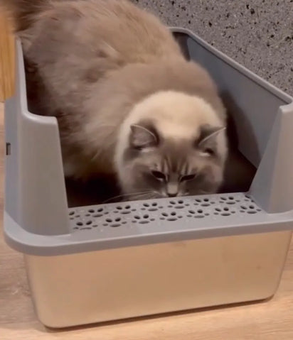 Cat using a litter box on a wooden floor.