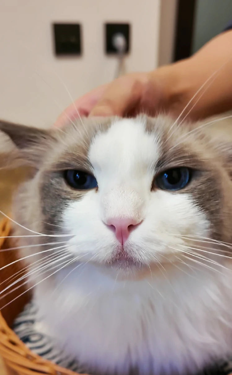 a cat cleaned with wipes