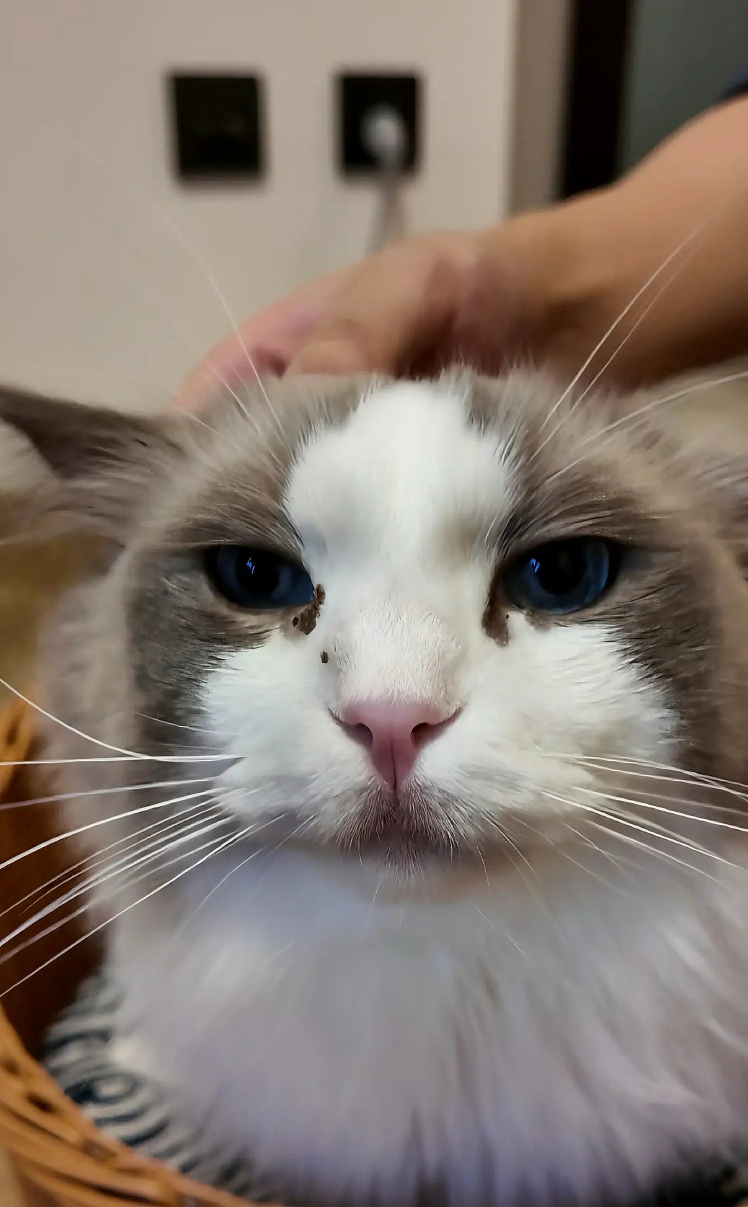 dirty cat