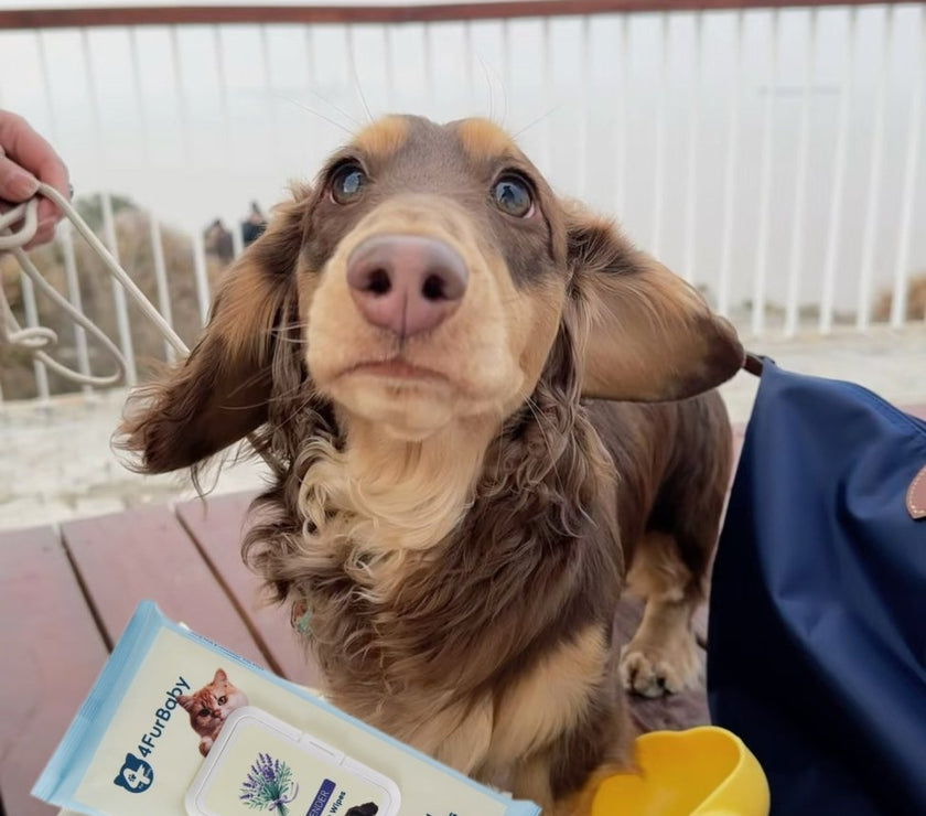 Travel - Sized Portable 30 Wipes - 100% plant - based Pet Wipes – Biodegradable, Gentle, and Soothing - 4FurBaby